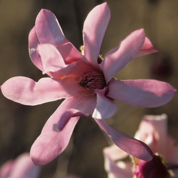 Magnolia x loebneri 'Leonard Messel' (033435)