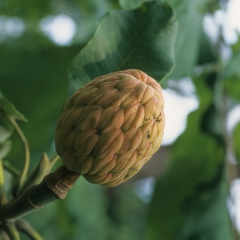 Magnolia macrophylla '' (033440)