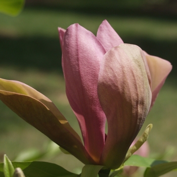 Magnolia x brooklynensis 'Woodsman' (033500)