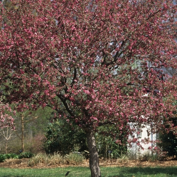 Malus 'Adams' (033536)