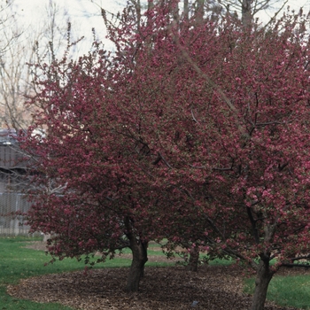 Malus 'Adams' (033538)