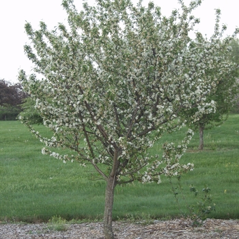 Malus 'Amberina' (033552)