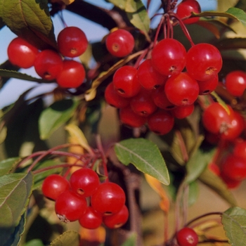 Malus 'American Salute™' (033555)