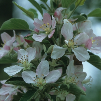 Malus domestica 'Braeburn' (033559)