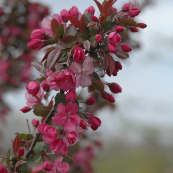 Malus 'Cardinal' (033583)