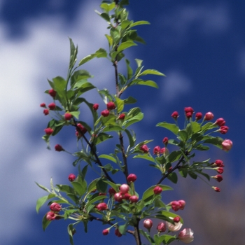 Malus 'David' (033601)