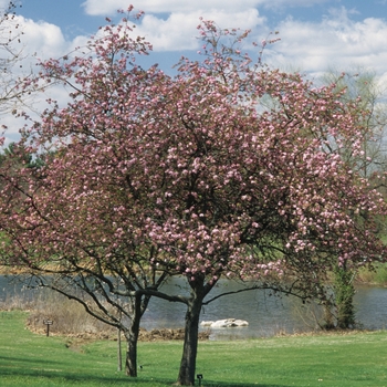 Malus 'Dorothea' (033607)