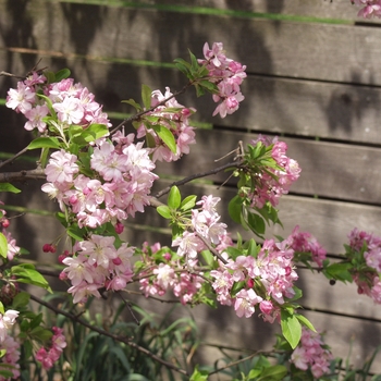 Malus 'Dorothea' (033609)