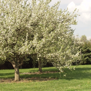 Malus 'Ellen Gerhart' (033612)