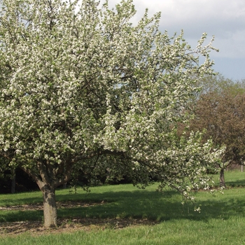 Malus 'Ellen Gerhart' (033614)