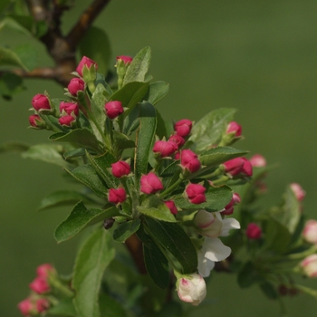 Malus sargentii 'Firebird®' (033617)