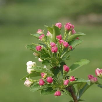 Malus sargentii 'Firebird®' (033619)