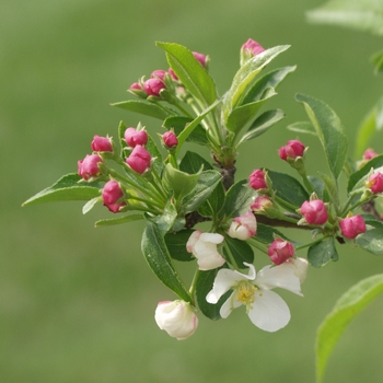 Malus sargentii 'Firebird®' (033620)