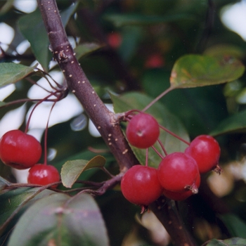 Malus 'Golden Raindrops®' (033625)