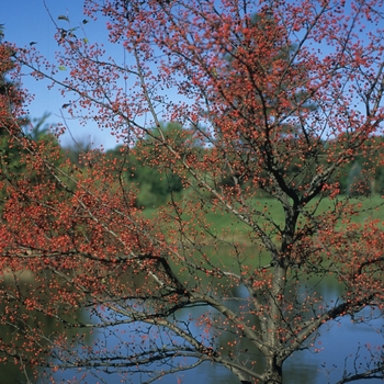 Malus 'Harvest Gold®' (033628)