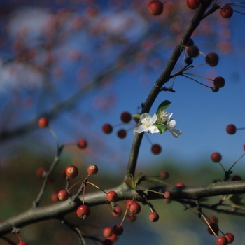 Malus 'Harvest Gold®' (033630)