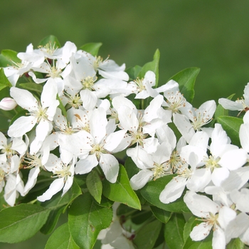 Malus 'Harvest Gold®' (033632)