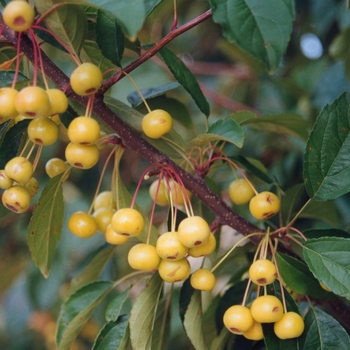 Malus 'Harvest Gold®' (033633)