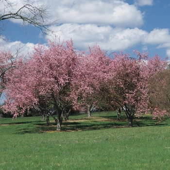 Malus 'Hopa' (033637)