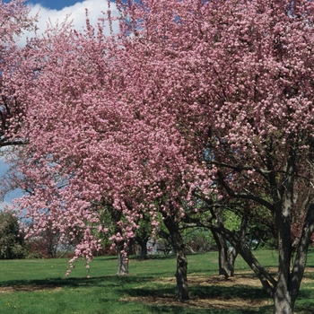 Malus 'Hopa' (033638)