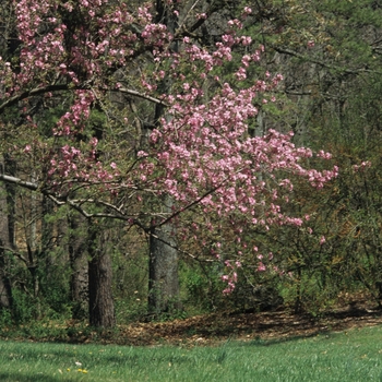 Malus 'Hopa' (033639)