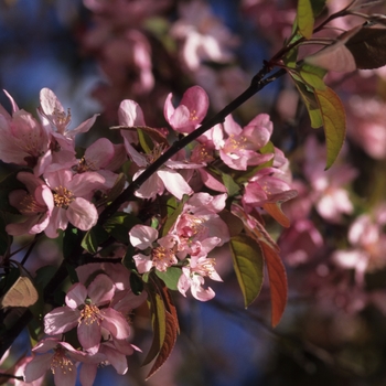 Malus 'Indian Summer' (033647)