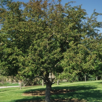 Malus 'Indian Summer' (033648)