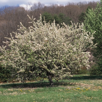 Malus 'Jewelberry' (033651)