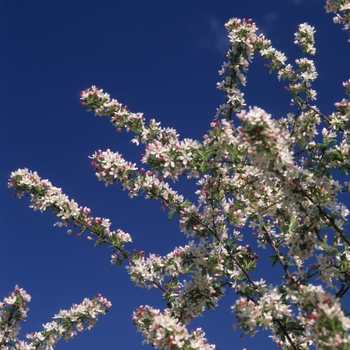 Malus 'Jewelberry' (033653)