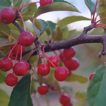 Malus 'Kinarzam' (033660)