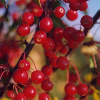 Malus 'Molazam' (033674)