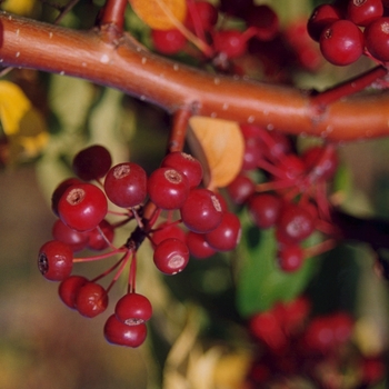 Malus 'Molazam' (033675)