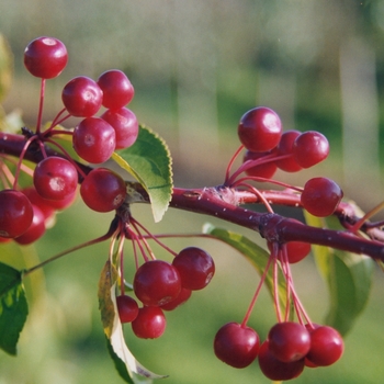 Malus 'Molazam' (033676)