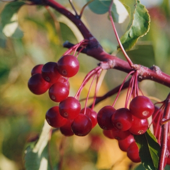 Malus 'Molazam' (033677)