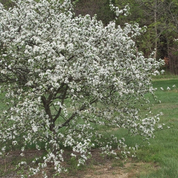 Malus 'Naragansett' (033680)