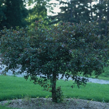 Malus 'Pink Princess™' (033686)