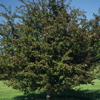 Malus x moerlandsii 'Profusion' (033696)