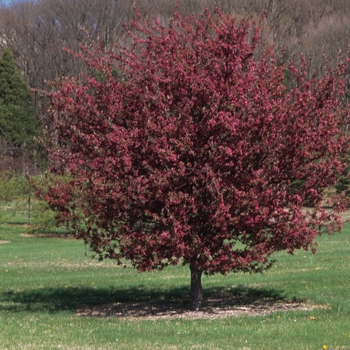 Malus x moerlandsii 'Profusion' (033697)