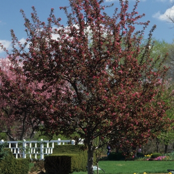 Malus x moerlandsii 'Profusion' (033699)