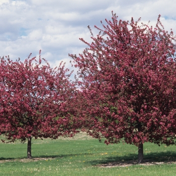 Malus x moerlandsii 'Profusion' (033700)