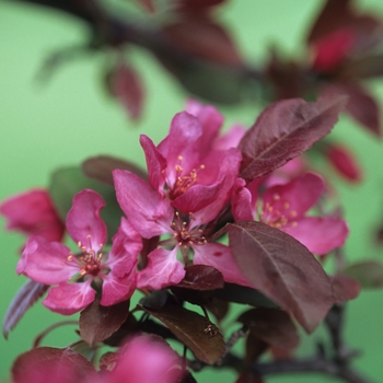 Malus x moerlandsii 'Profusion' (033701)