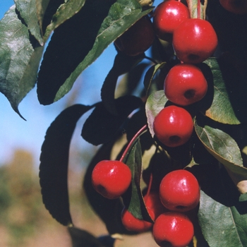 Malus 'Red Barron' (033707)