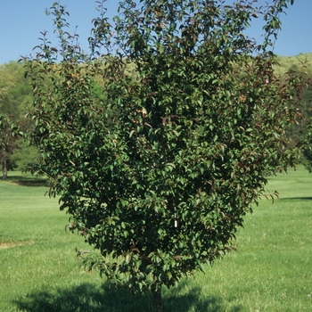 Malus 'Red Splendor' (033711)