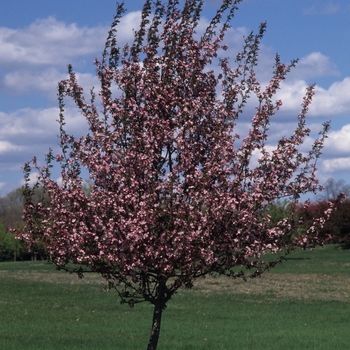 Malus 'Red Splendor' (033712)