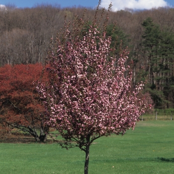 Malus 'Red Splendor' (033713)