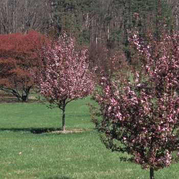 Malus 'Red Splendor' (033714)