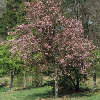 Malus 'Red Splendor' (033715)