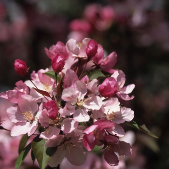 Malus 'Red Splendor' (033716)