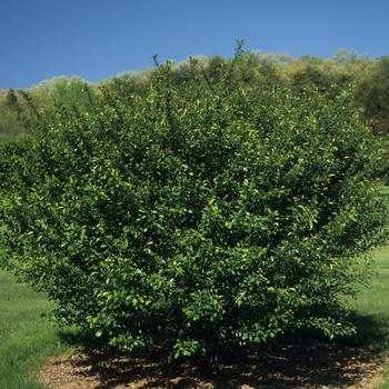 Malus 'Satin Cloud' (033727)