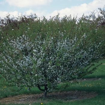 Malus 'Satin Cloud' (033728)